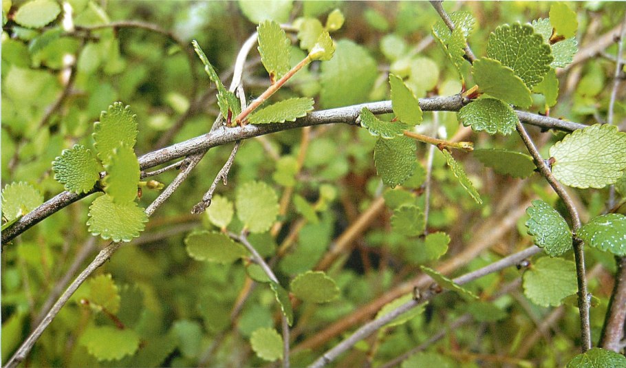 Береза карликовая Betula Nana