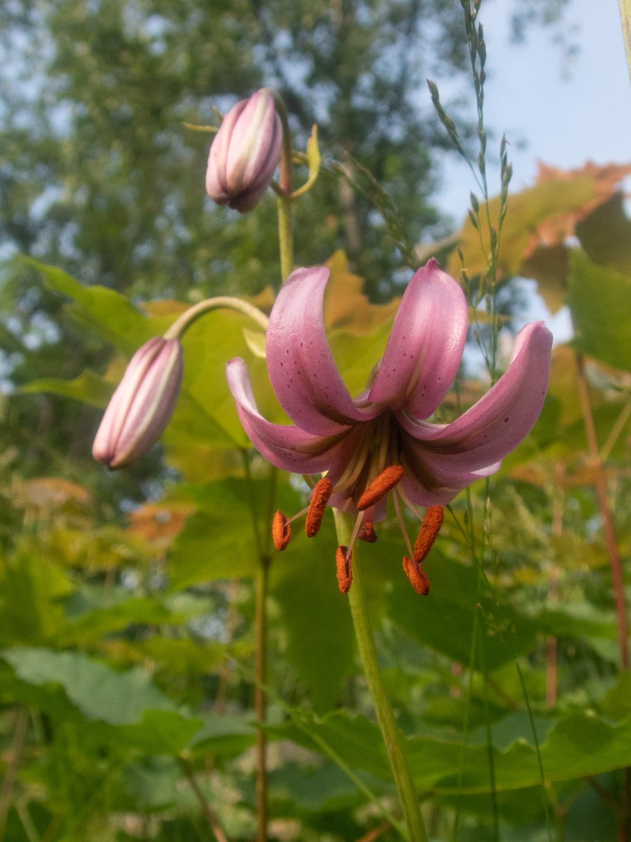 Лилия мартагон саранка