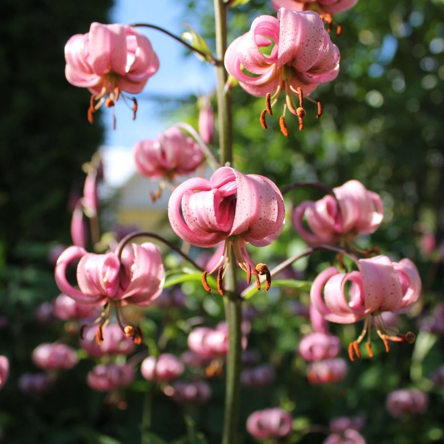 Lilium martagon — Лилия саранка
