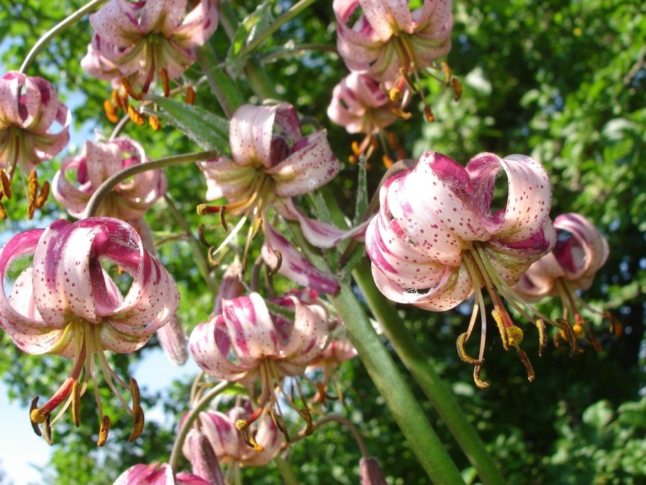 Лилия кудреватая (Lilium martagon)