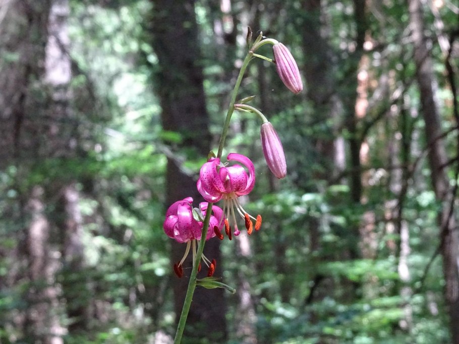 Луковица лилии мартагон как выглядит