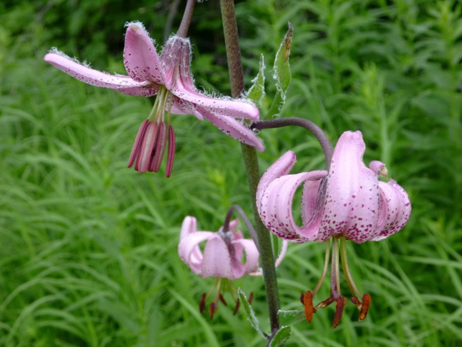 Lilium martagon Дюрер