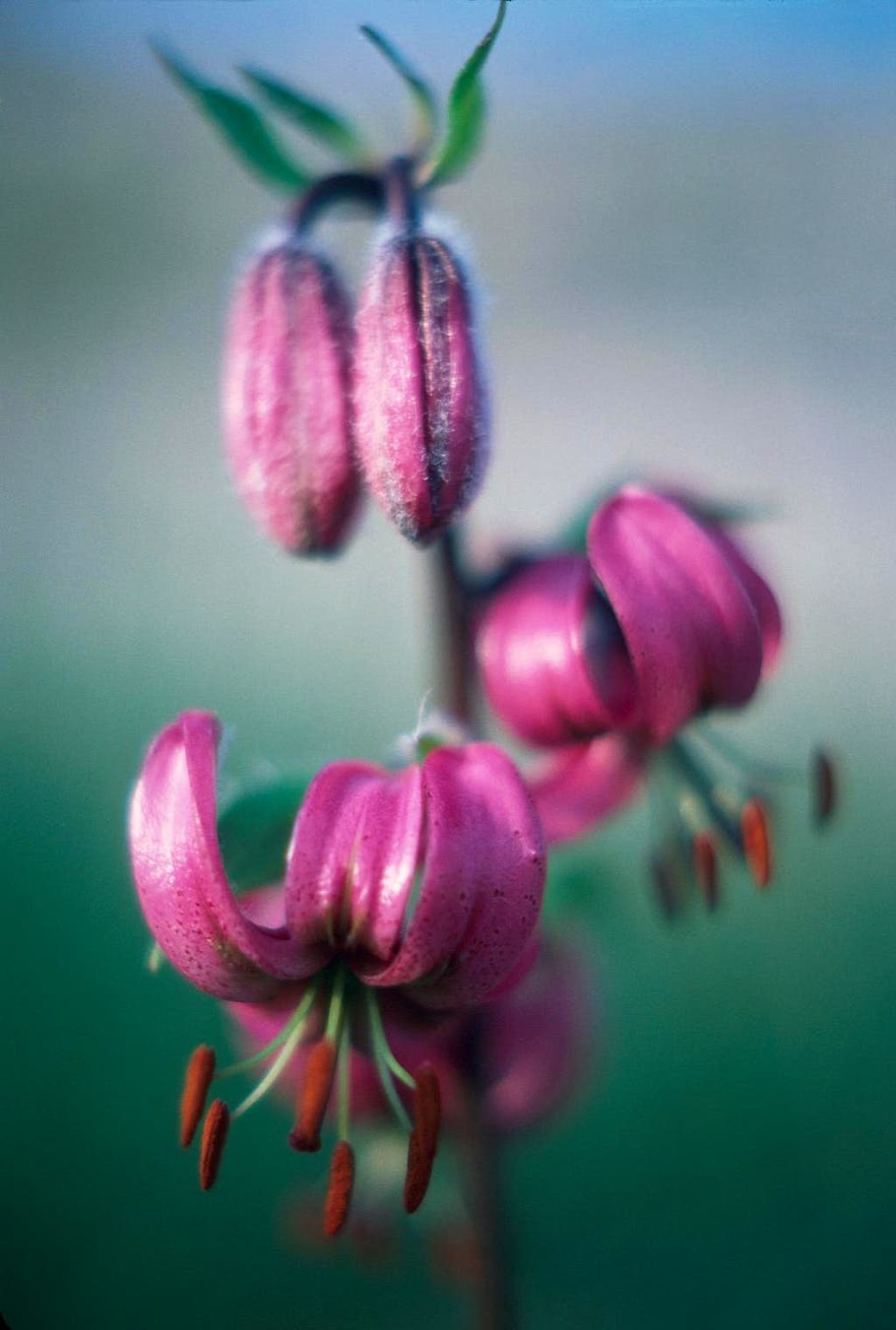 Лилия кудреватая