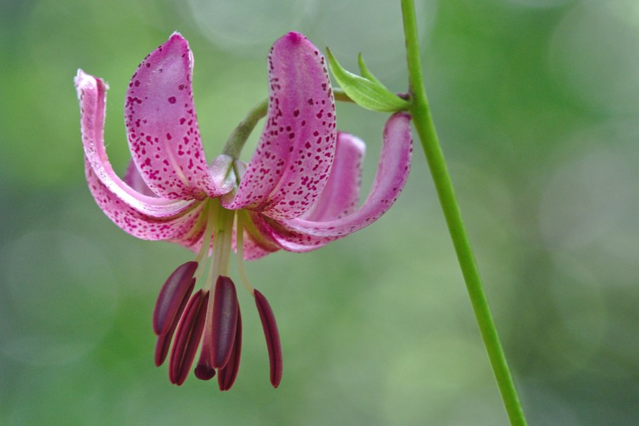 Лилия кудреватая (Lilium martagon)