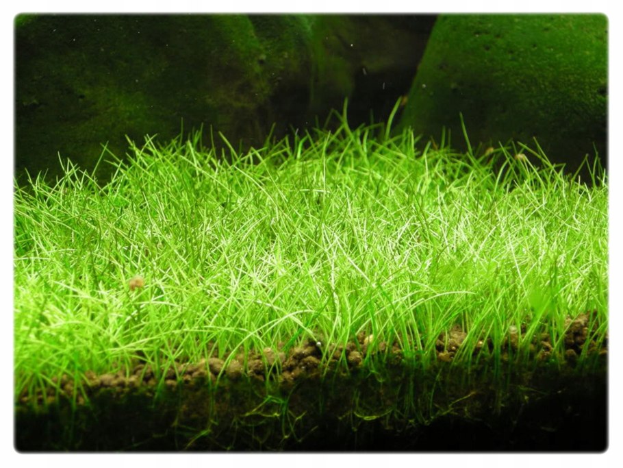 Элеохарис Ацикулярис (Eleocharis acicularis)