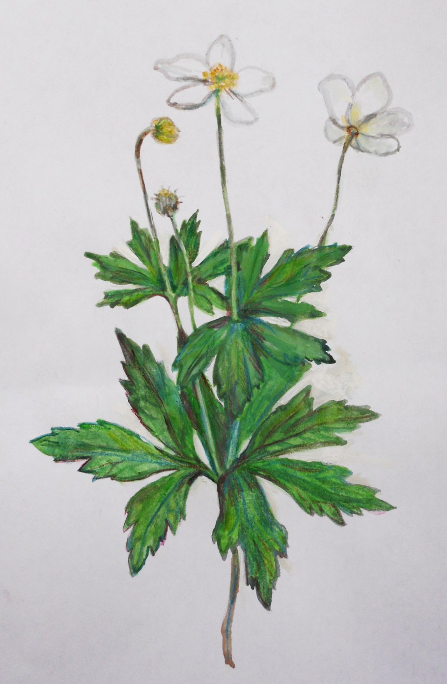 Anemone Sylvestris Ботаническая иллюстрация