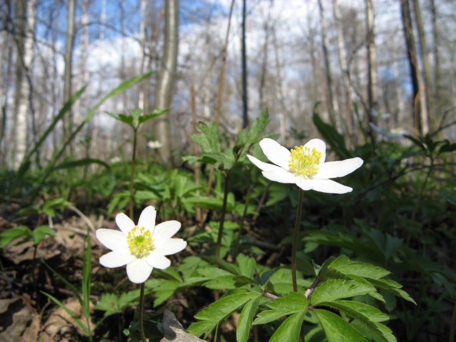 Ветреница Удинская
