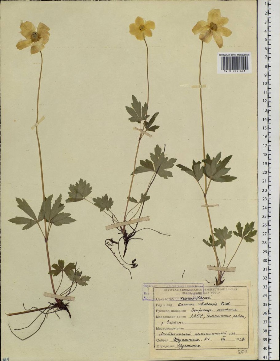 Ветреница лютиковая гербарий