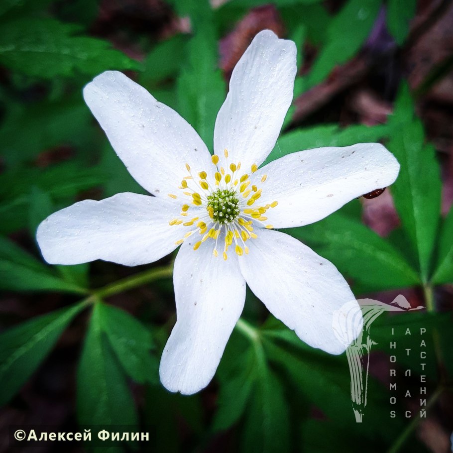 Ветреница дубравная