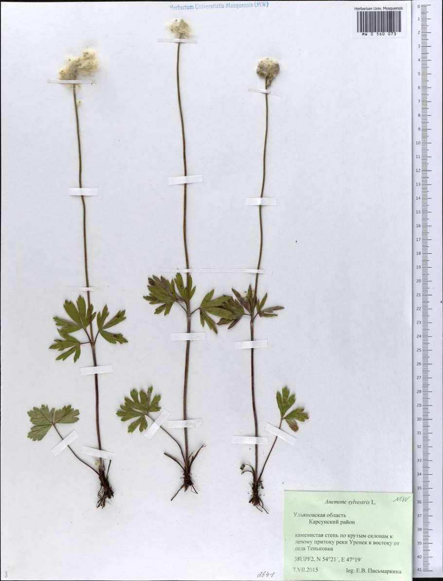 Ветреница лесная anemone sylvestris