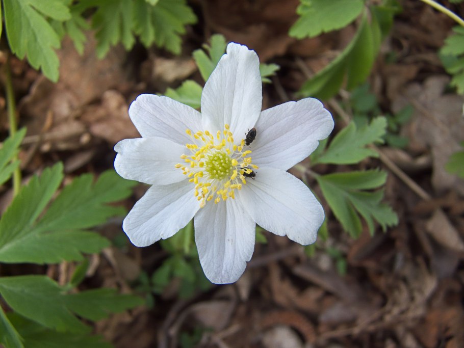 Ветреница Дубравная – Anemone nemorosa l.