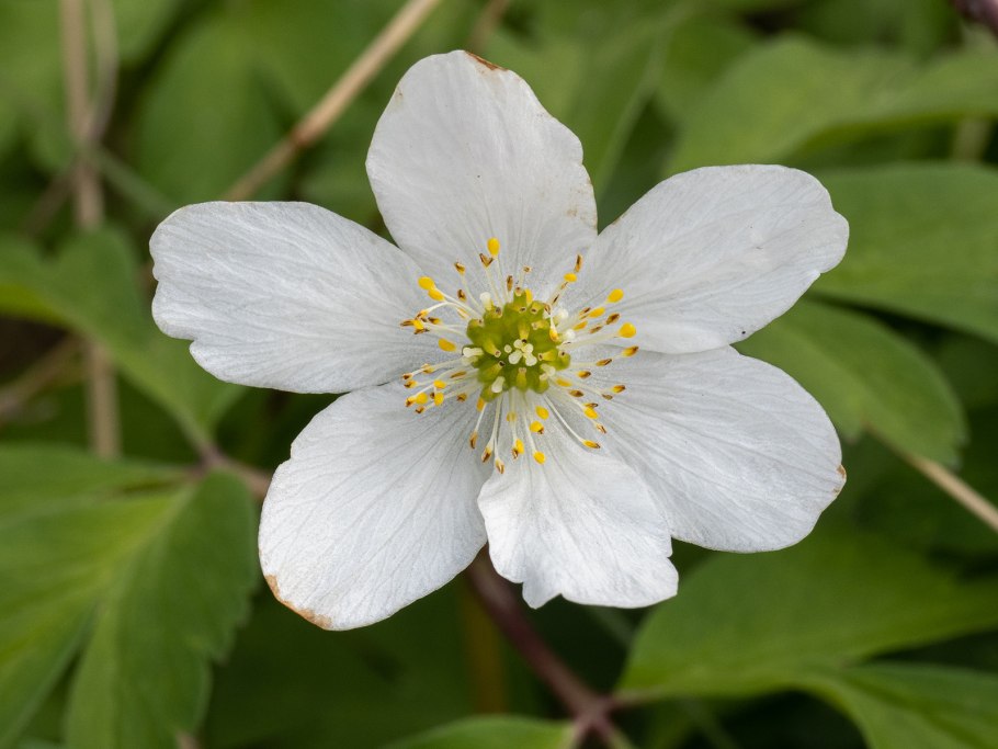 Ветреница Дубравная "viridescens" Anemone nemorosa "viridescens"