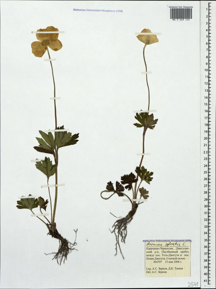 Ветреница Лесная корни