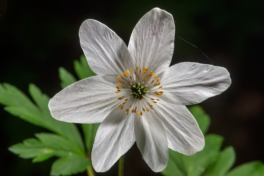 Ветреница Лесная гербарий