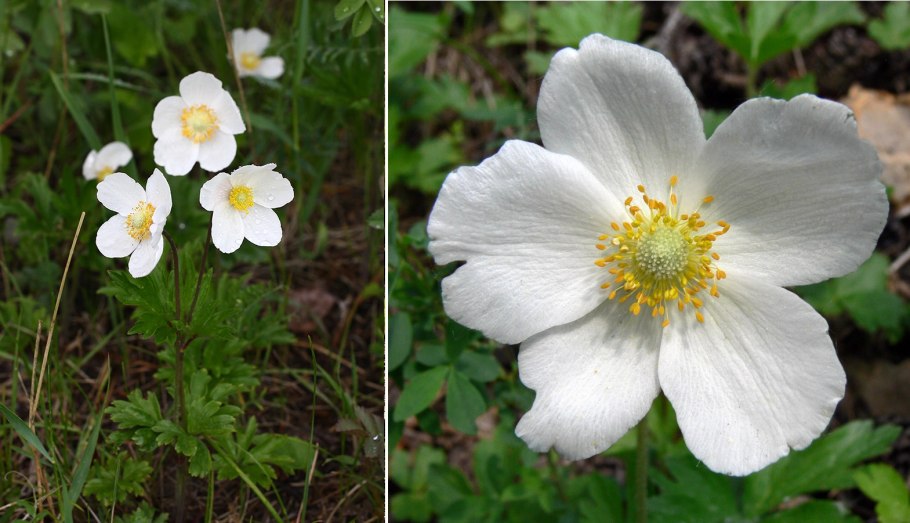 Anemone nemorosa