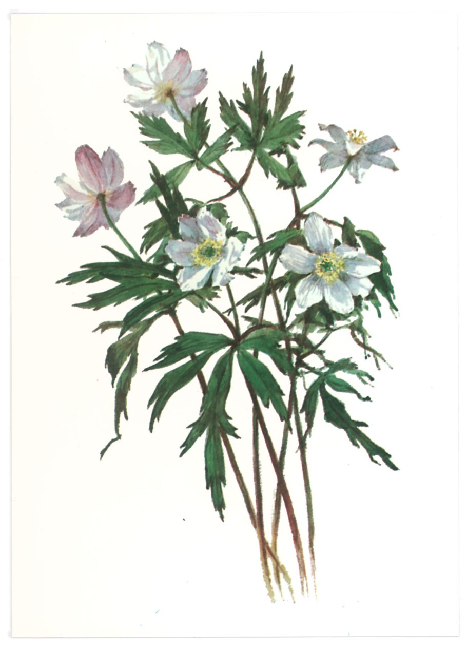 Ветреница дубравная рисунок