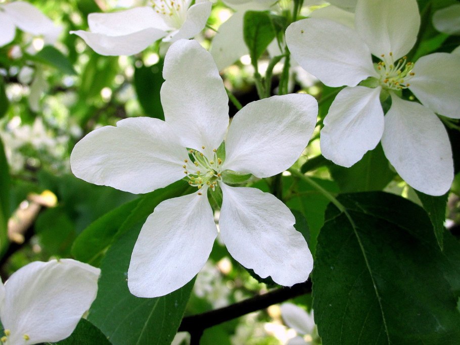 Переславль-Залесский цветущие яблони