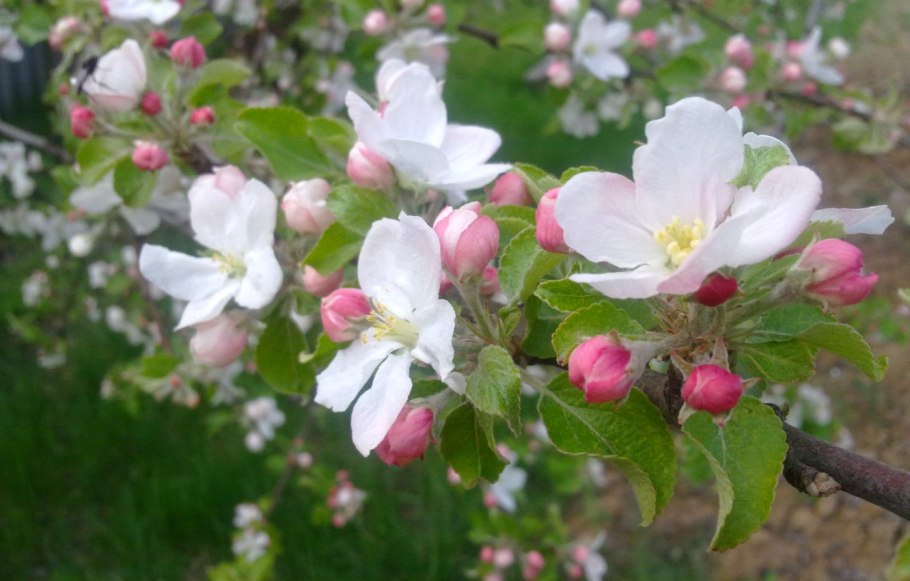 Яблоня Мадонна