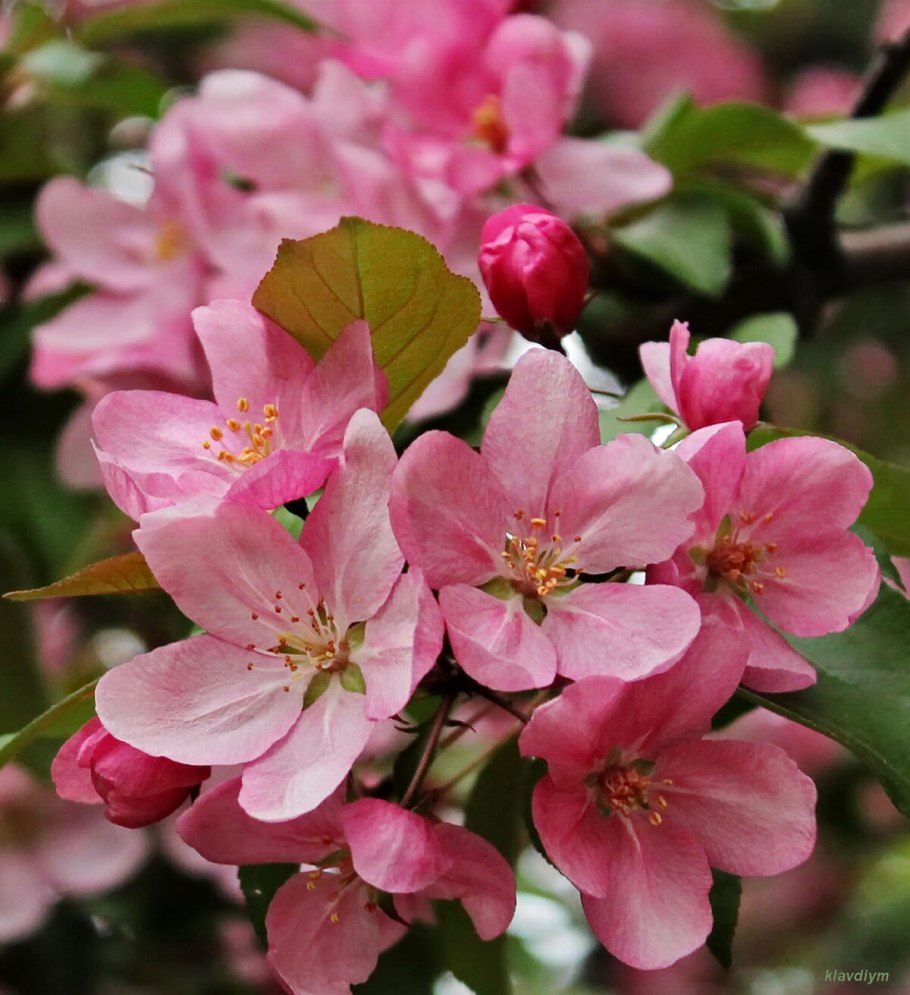 Яблоня Байя Мариса цветение