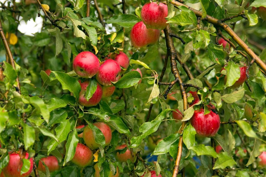 Яблоня Лесная Malus Sylvestris цветки