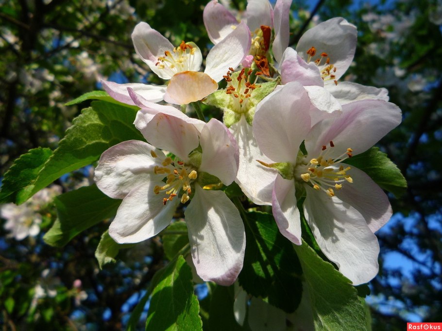 Майский Цветущий Яблоневый сад