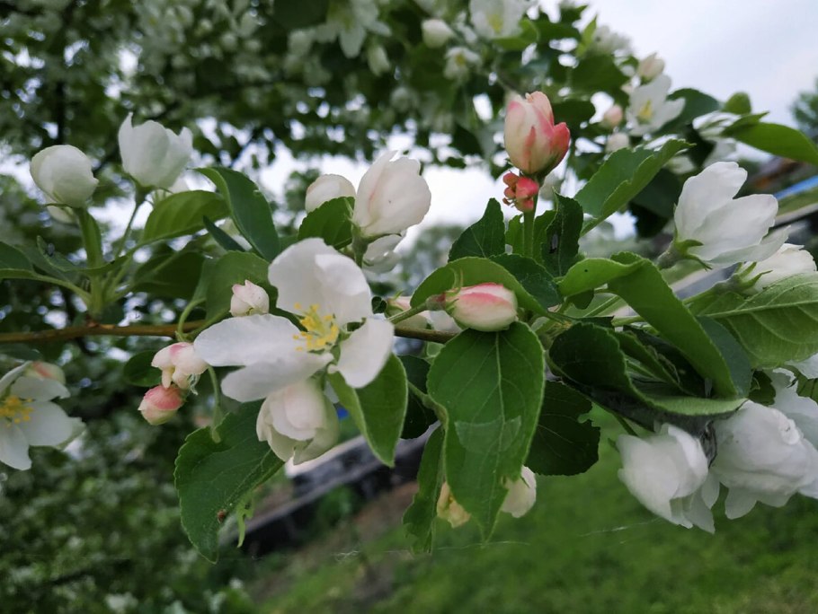 Яблоня Клоуз