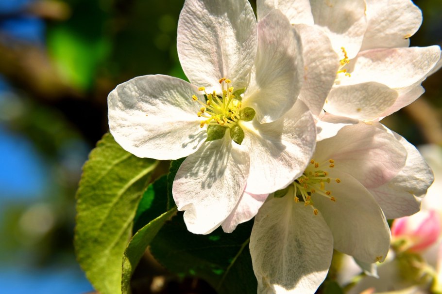 Яблоня Ранетка бутон