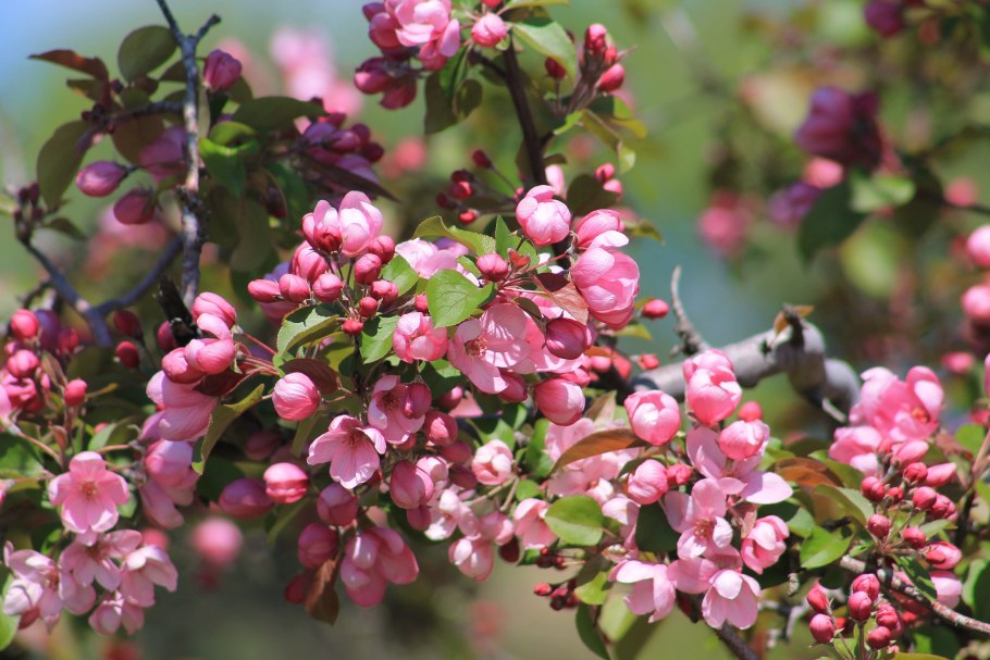 Яблоня Клод