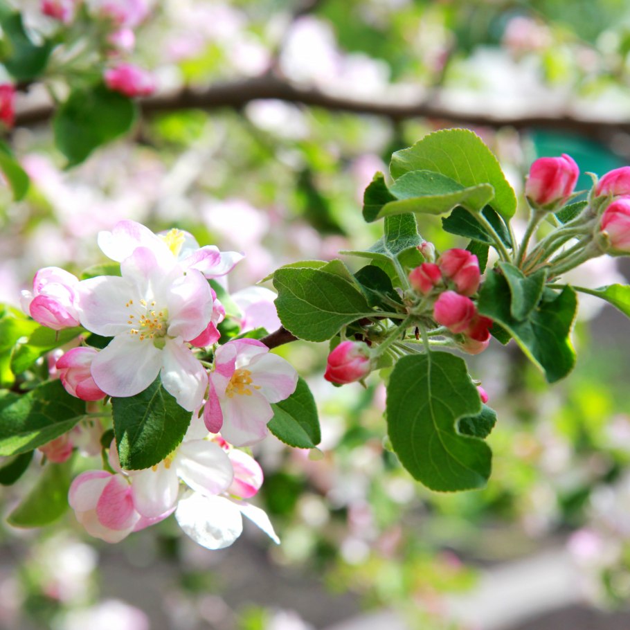 Яблоня колонна Фуджи