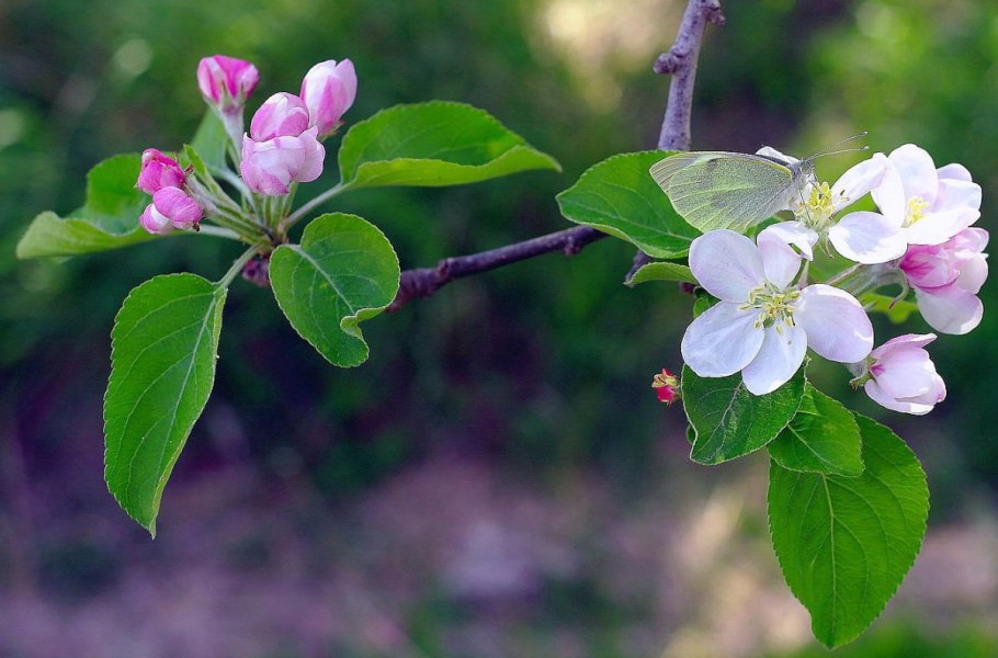 Яблони в цвету