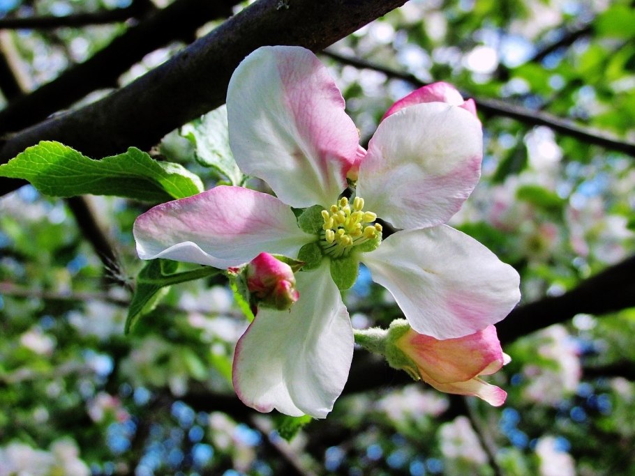Malus domestica 'Charlotte'