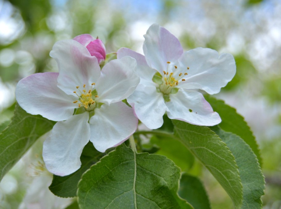 Хайтан цветок яблони