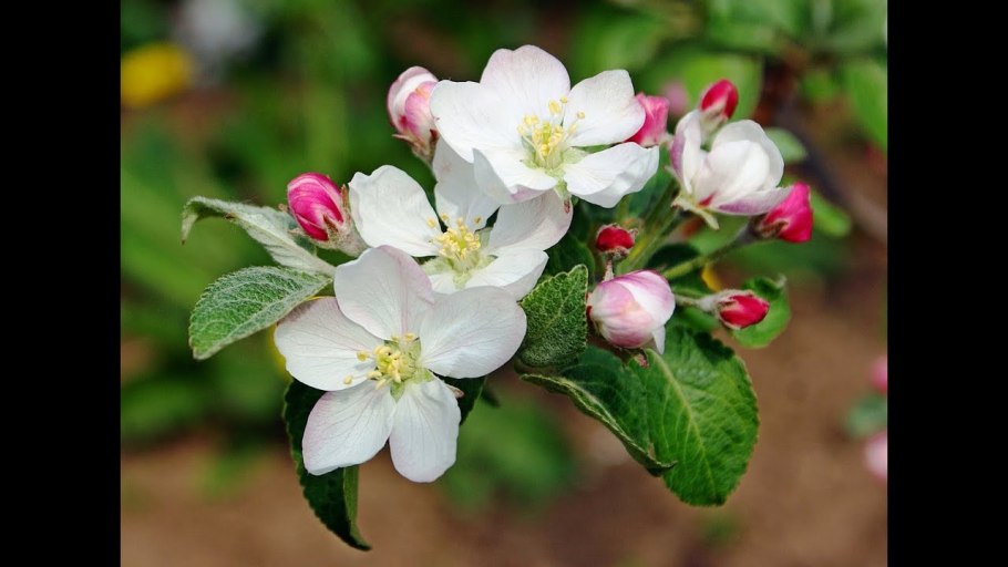 Яблоня Анабель цветет