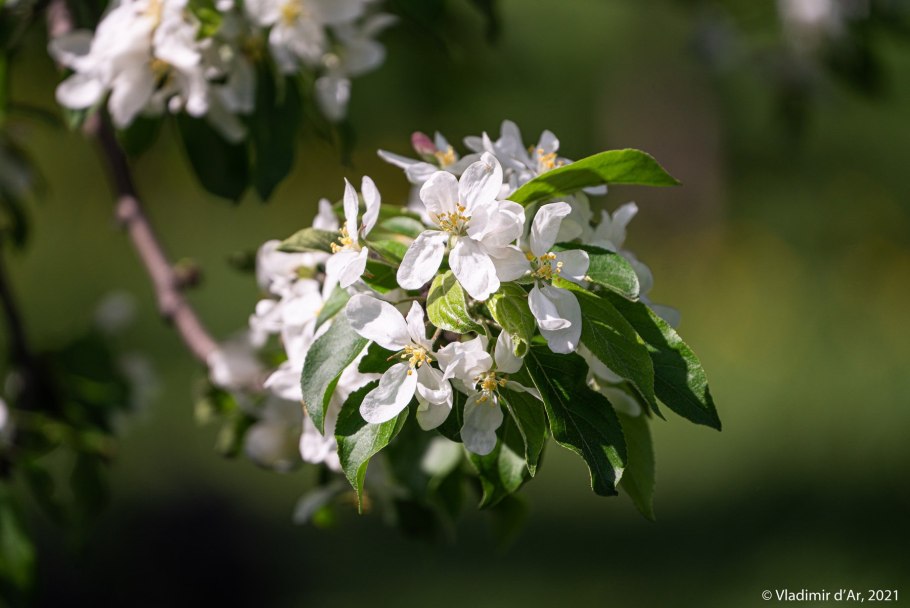 Ясная Поляна цветение яблонь