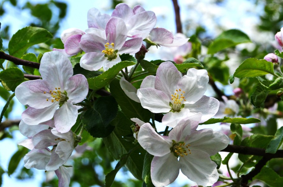 Яблоня весной