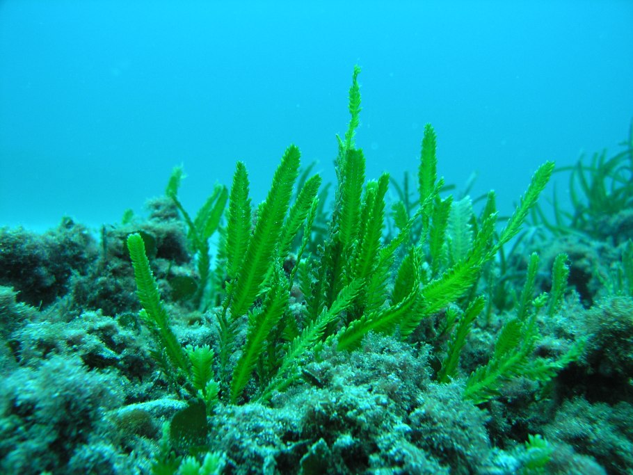 Oxycomanthus Bennetti