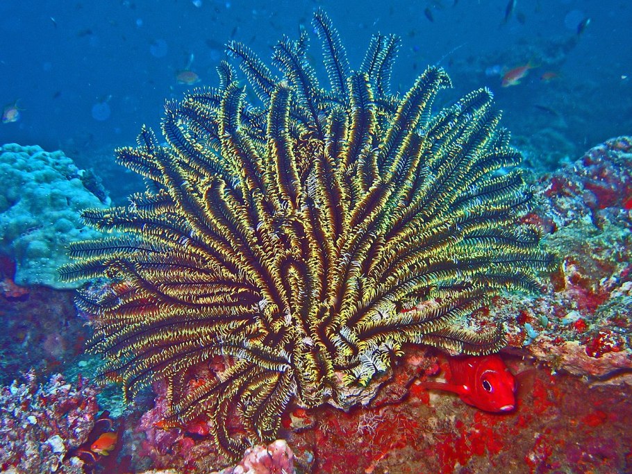 Динофлагеллят в морском аквариуме