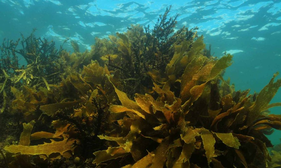 Водные водоросли сиреневые