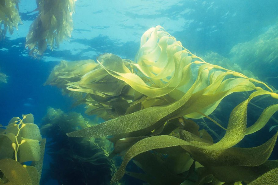 Нематофитовые водоросли