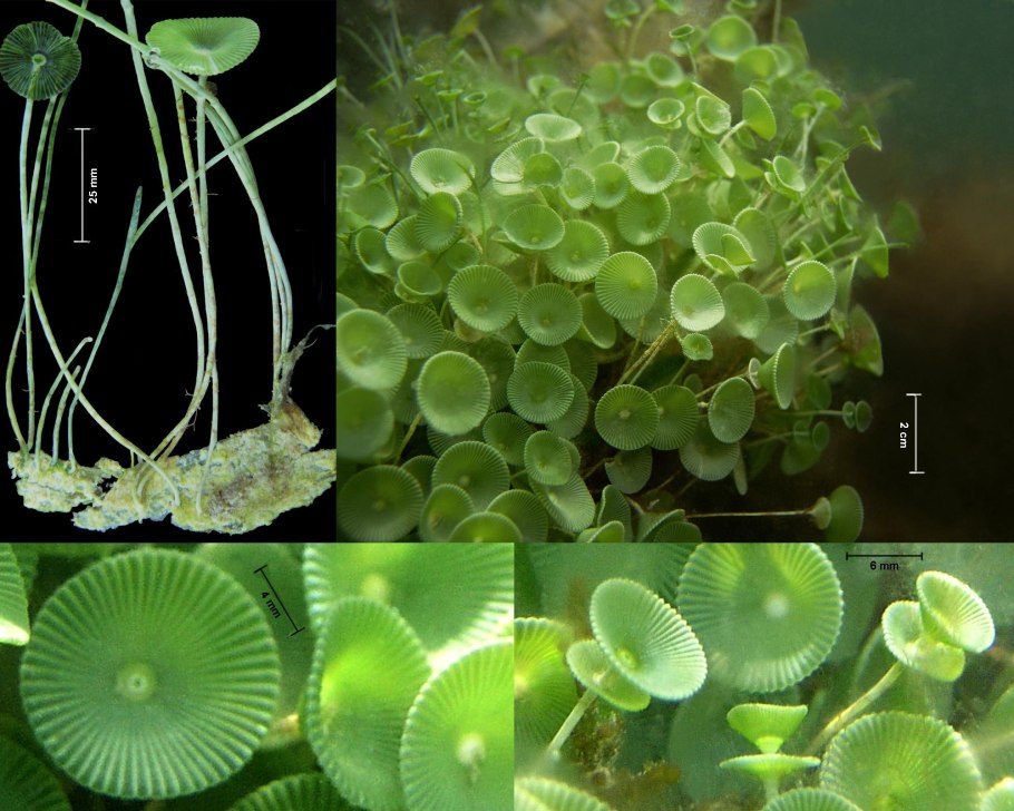 Acetabularia водоросль