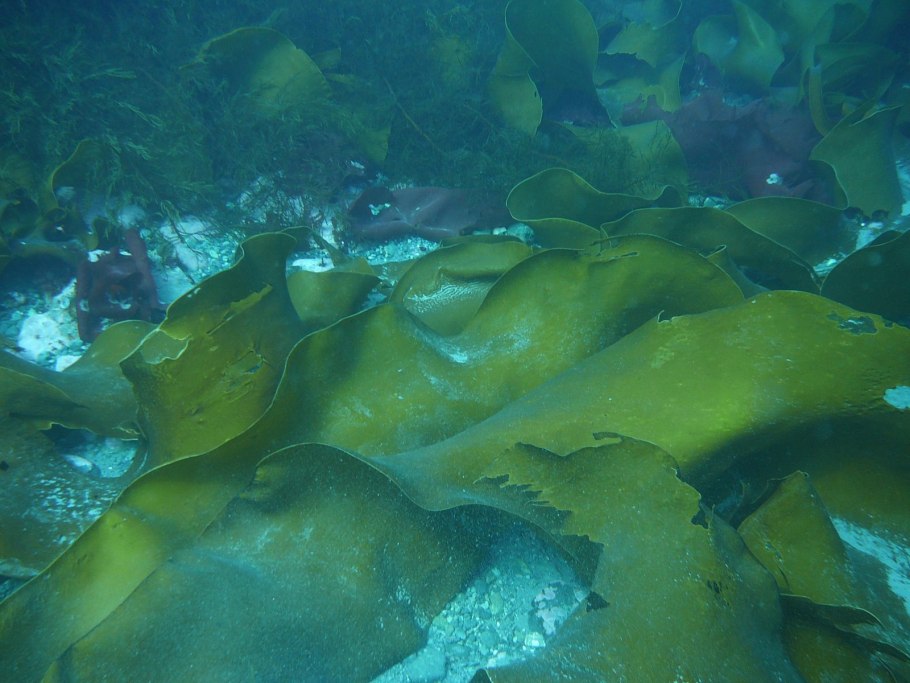 Келп бурая водоросль