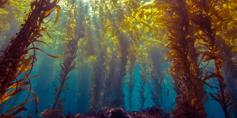 Багрянки водоросли • порфира