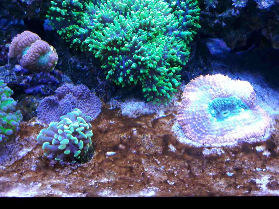 Коралловые рифы индийского океана