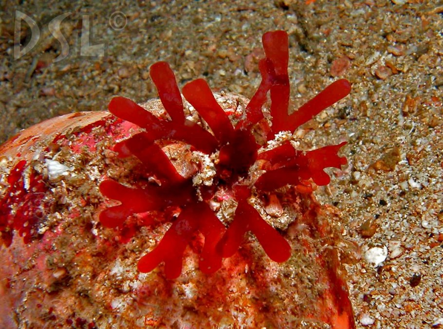 Водоросли фукус