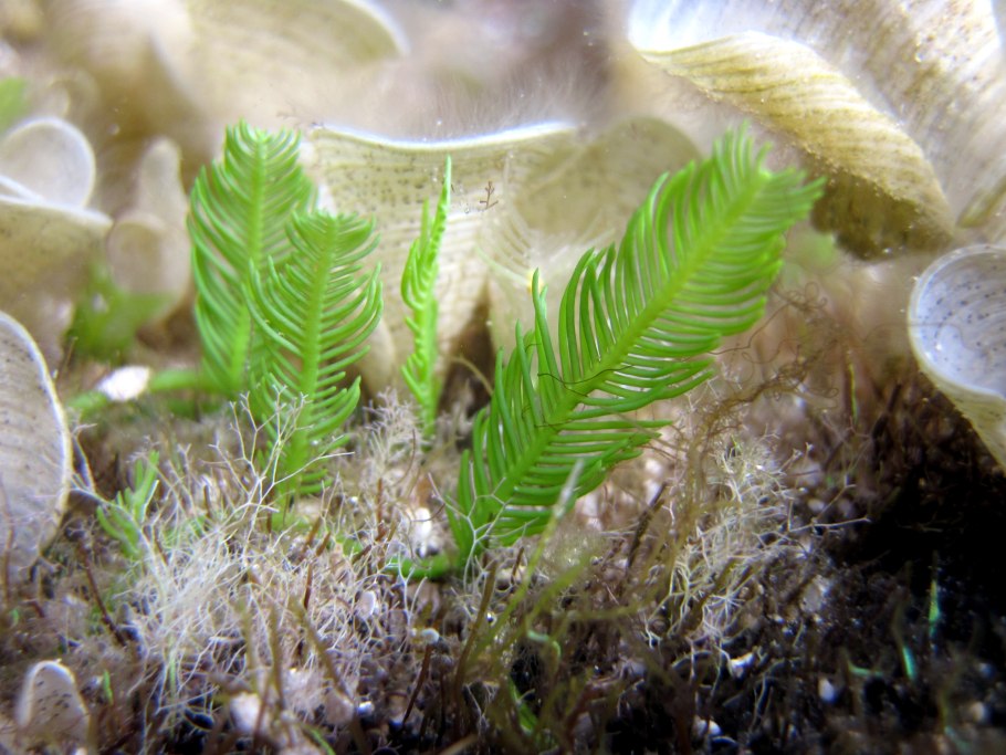 Фитопланктон диатомовые