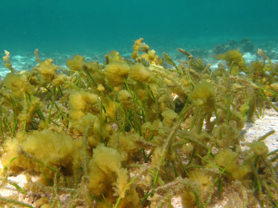 Гетерактис Магнифика