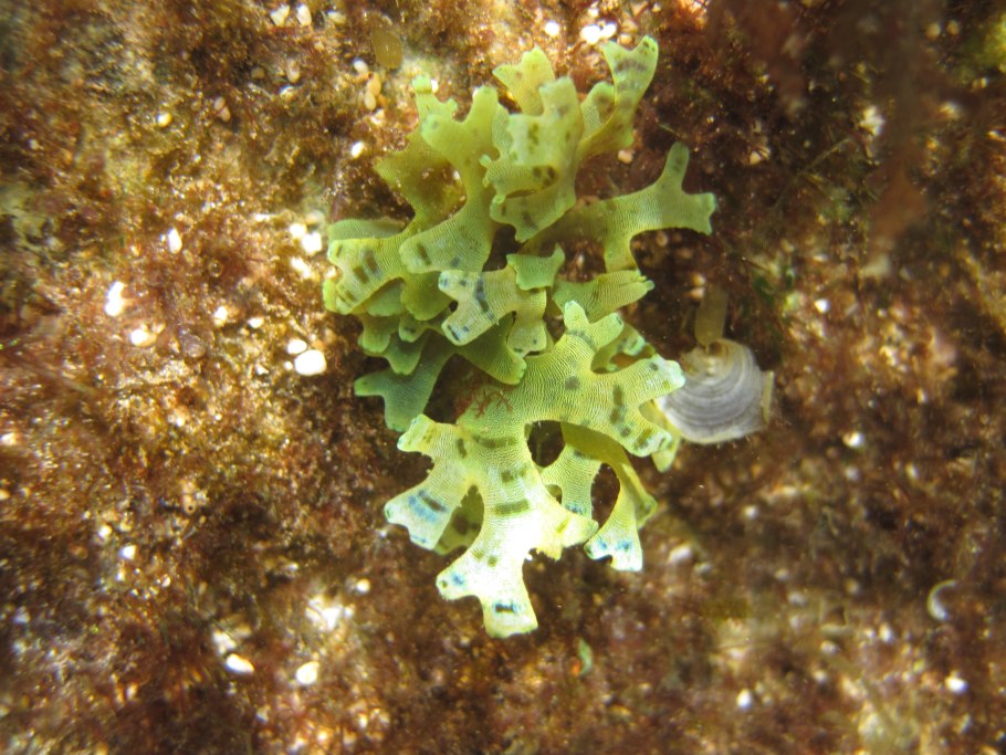 Лиму водоросли