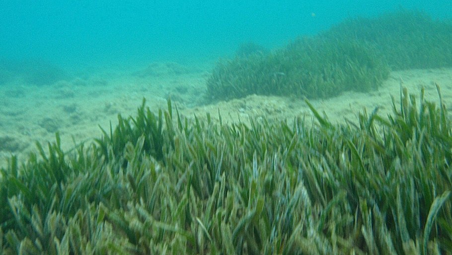 Растительный мир Северного Ледовитого океана фукус