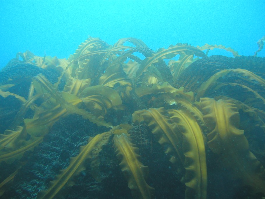 Саргассово море бурые водоросли