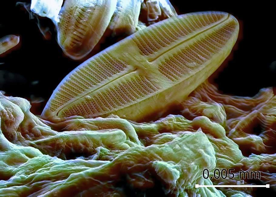 Хризофитовые водоросли